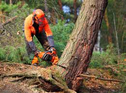 Reliable Martindale, TX Tree Removal and Landscaping Services Solutions